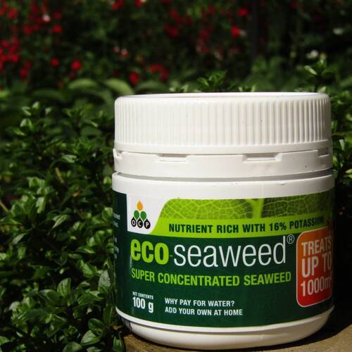 Eco Seaweed Organic Powder- Concentrate 100g 