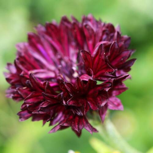 Cornflower- Black Ball seeds | The Seed Collection