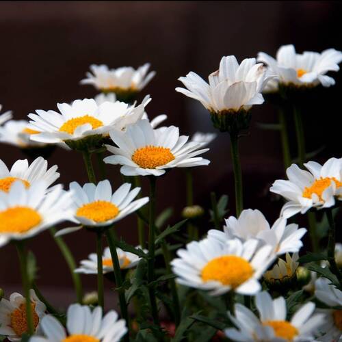 Chrysanthemum- Pure White
