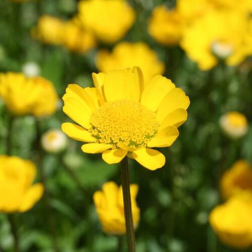 Chrysanthemum- Golden Yellow