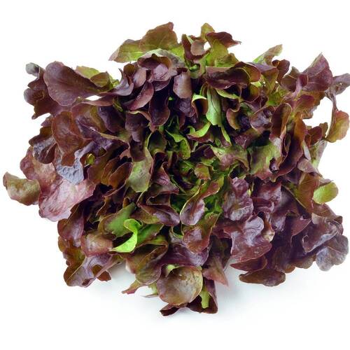 Lettuce- Oakleaf Red