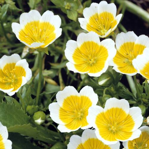 Poached Egg Plant