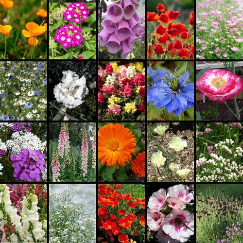 Flower Seed Collection- Autumn and Winter seeds | TheSeedCollection