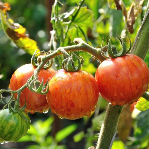 Tomato- Tigerella 