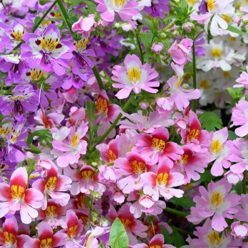 Schizanthus- Angel Wings Mixed