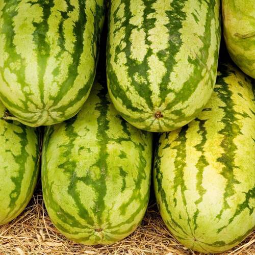 Watermelon- Jubilee
