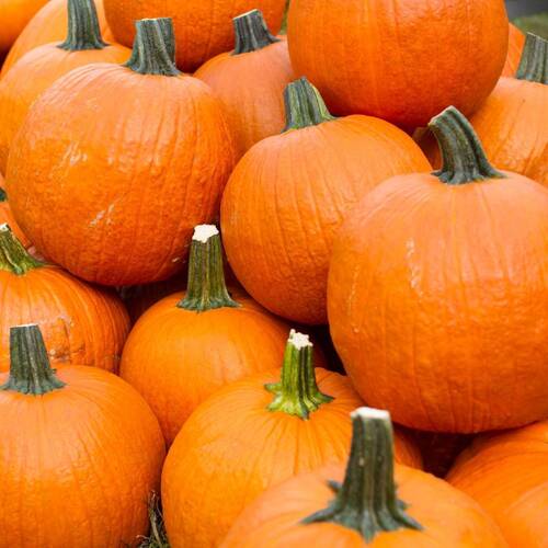 Pumpkin- Spookie