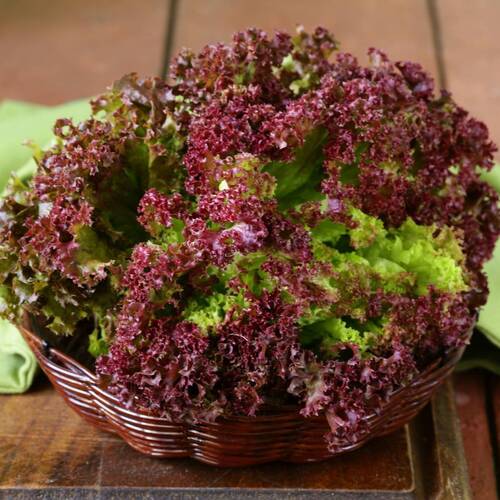 Lettuce- Lollo Rosso