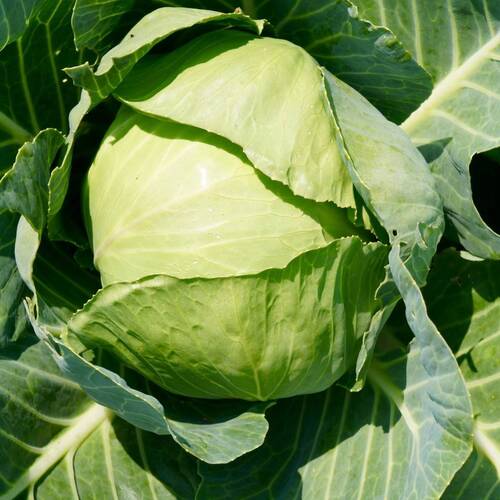 Cabbage- Copenhagen Market