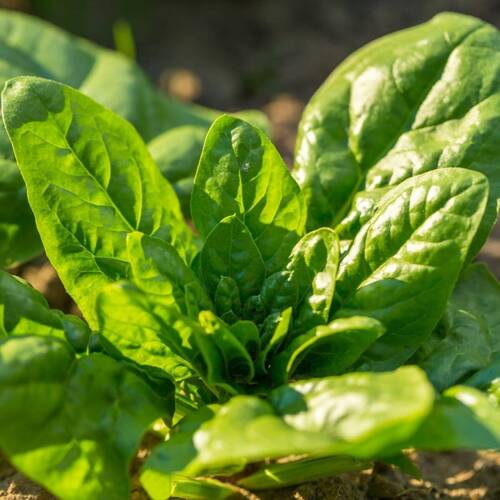 Spinach- Giant Noble