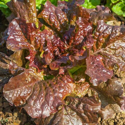 Lettuce- Marvel of Four Seasons