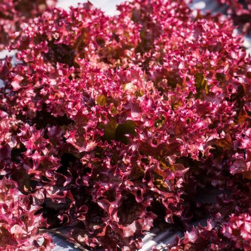 Lettuce- Selway Red
