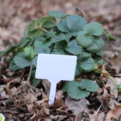 White Plant Labels- T-type 