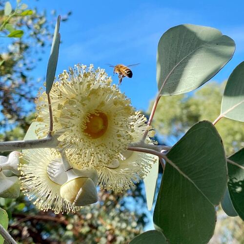 Eucalyptus- Round Leaved Mallee