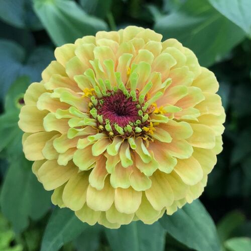 Zinnia- Queeny Lime with Blotch
