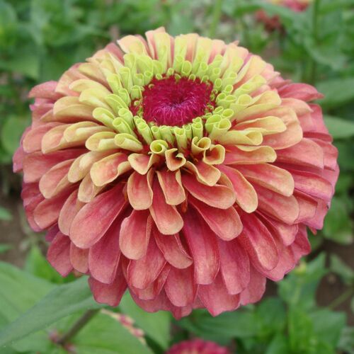 Zinnia- Queeny Lime with Red