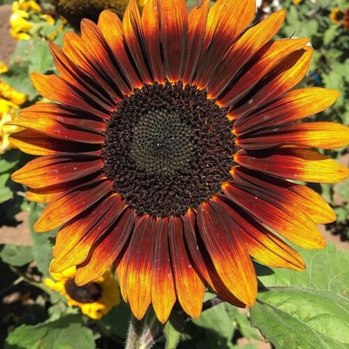Sunflower- Dwarf Sonnet F1
