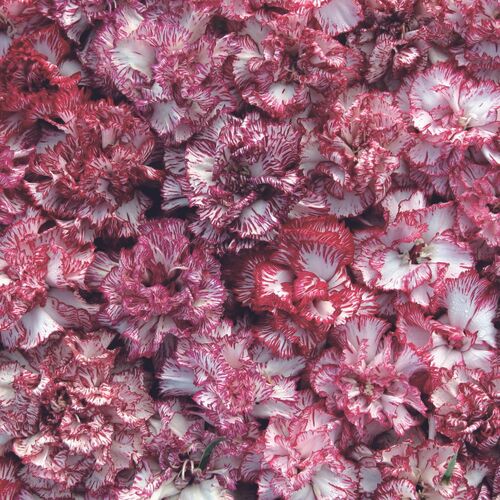 Carnation- Raspberry Ripple