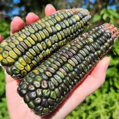 Corn, Maize- Oaxacan Green