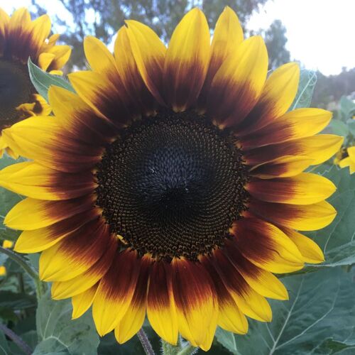 Sunflower- Golden Prominence F1