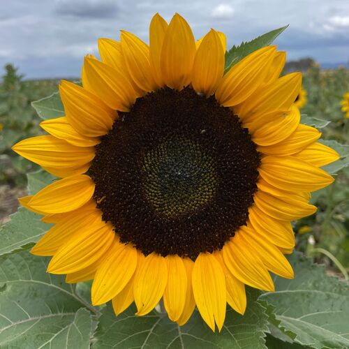 Sunflower- Early Sunrise F1
