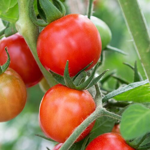 Tomato- Kotlas