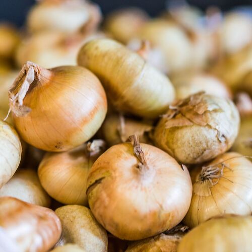 Onion- Cipollini