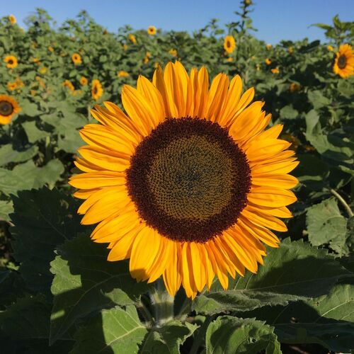 Sunflower- Happy Face Orange F1