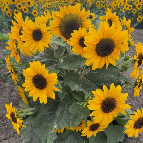 Sunflower- Dwarf Soleil F1