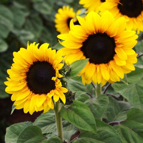 Sunflower- Gold Spray F1