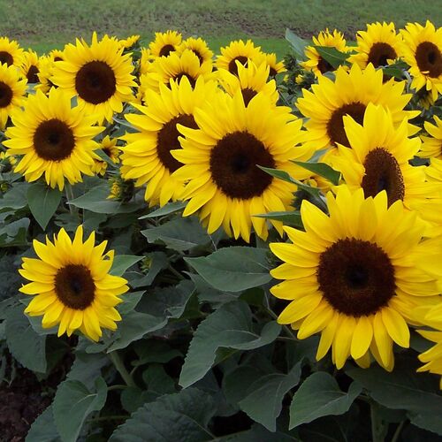 Sunflower- Solar Chocolate Gold F1