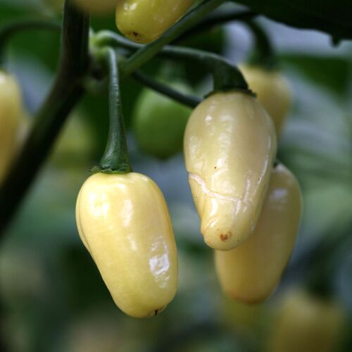 Chilli- Habanero White Jelly Bean