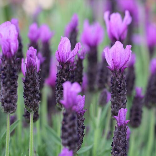 Lavender- Forte Deep Purple seedling | The Seed Collection