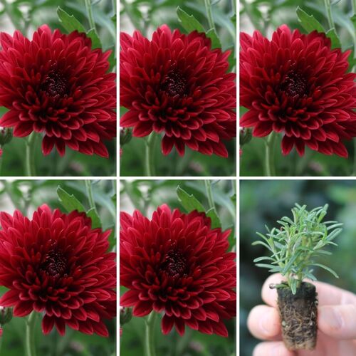 Seedling 5 Pack- Chrysanthemum- Delano