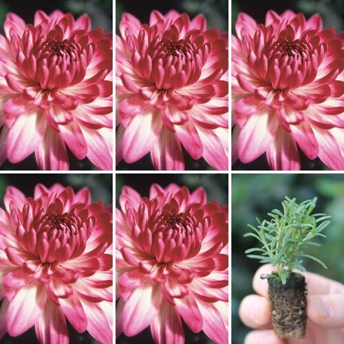 Seedling 5 Pack- Chrysanthemum- Spring Delano