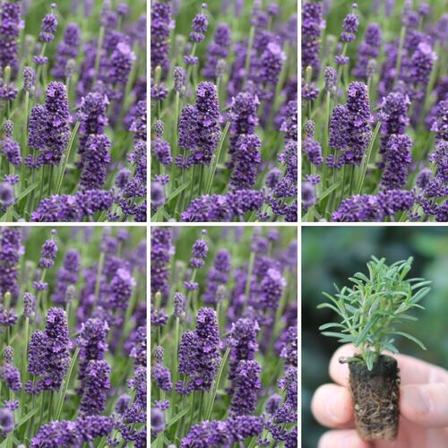 Seedling 5 Pack- Lavender- Aromatico Blue