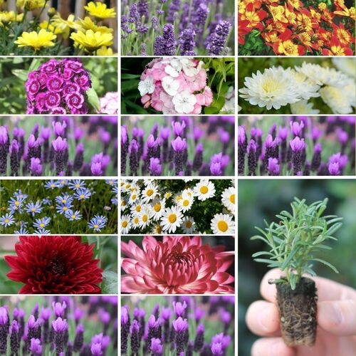Seedling Mega Pack- Pollinator Friendly, Cut Flowers & Lavender