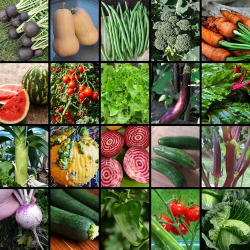 Vegetable Seed Collection- Spring and Summer
