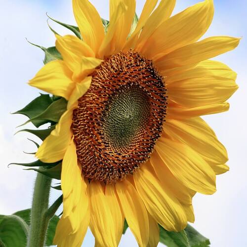 Sunflower- Hisun