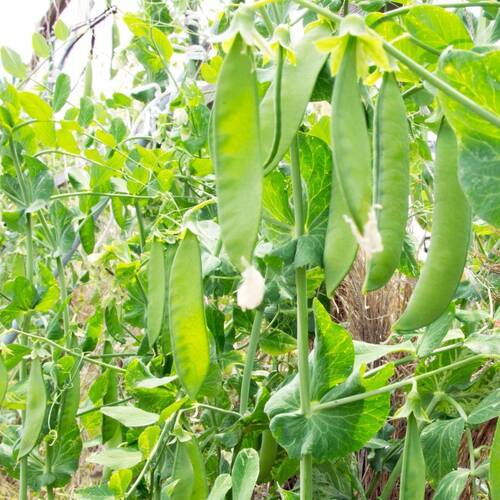 Snow Pea- Oregon Sugar Pod