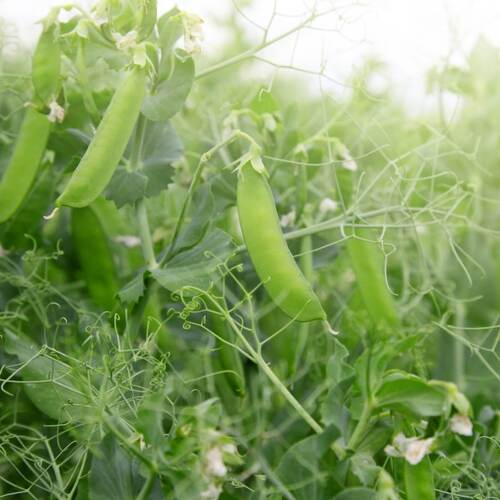 Shelling Pea- Novella