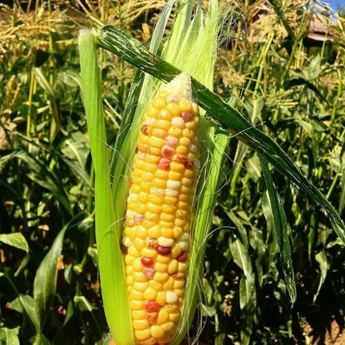 Corn, Sweet- Anasazi