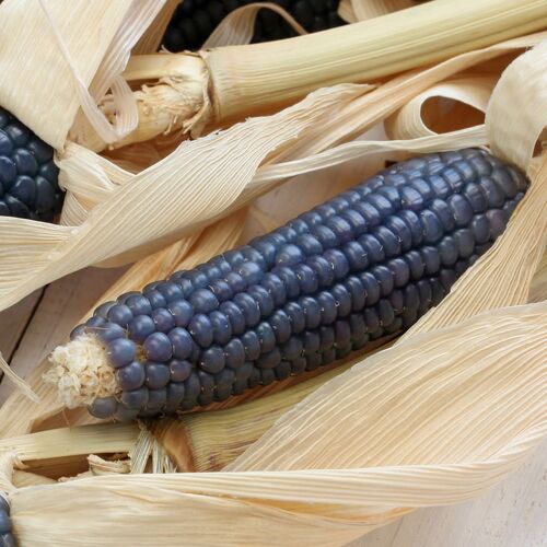 Corn, Maize- Blue Hopi