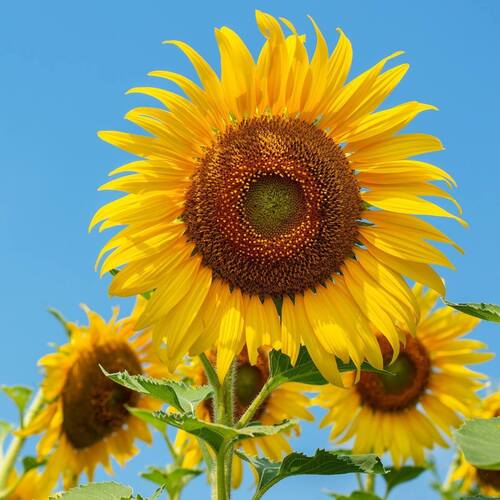 Sunflower- Sunbird
