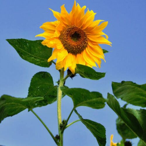 Sunflower- Giant Single