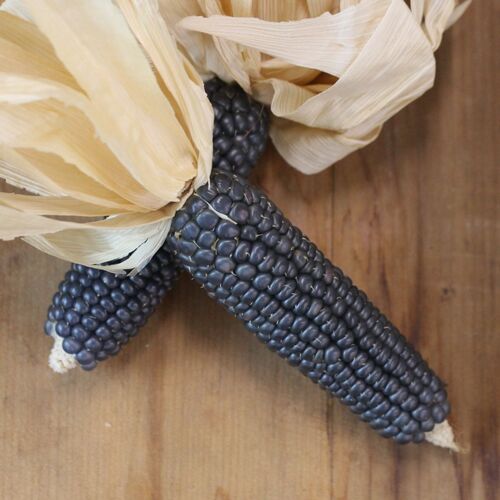 Corn, Maize- Blue Mini Popcorn