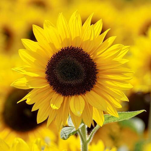 Sunflower- Happy Face Yellow