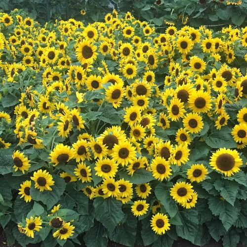 Sunflower- Dwarf Sunsation