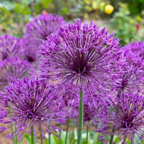 Allium- Purple Rain (Bulb)
