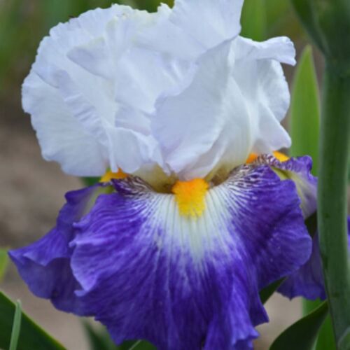 Bearded Iris- Century Bound